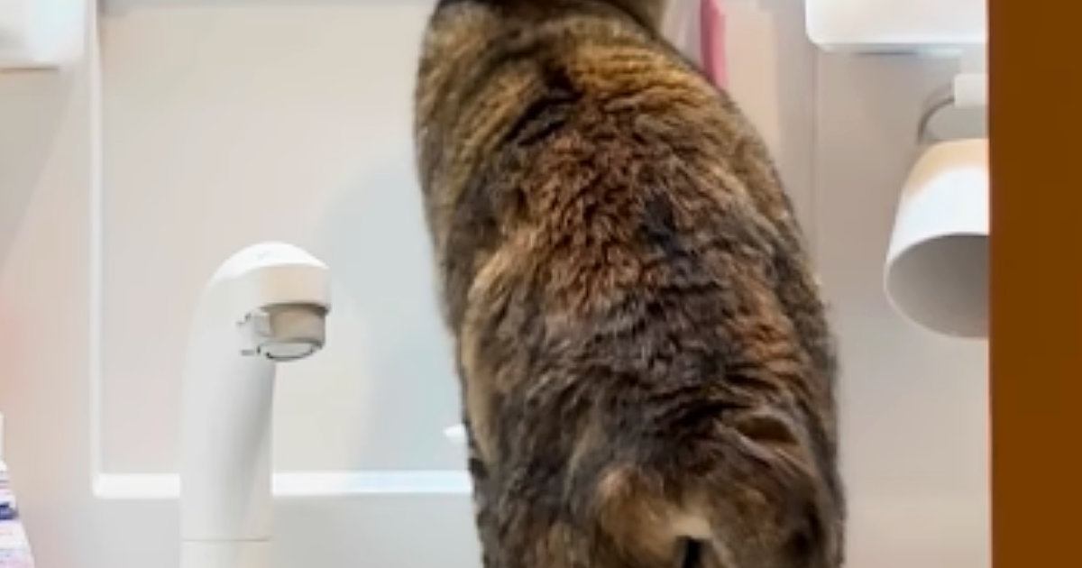 『洗面所』を覗いたら、衝撃の瞬間を目撃……猫がしていた『まさかの行動』が84万再生「偉いと思ったらｗ」「匂いがついているからかな」