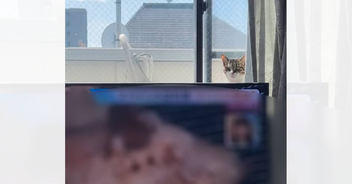 『え？』テレビを見ていたら、裏から顔をだした猫…飼い主さんが本気で焦った『まさかの瞬間』が24万再生「めちゃくちゃ焦る」「こ、こわい」