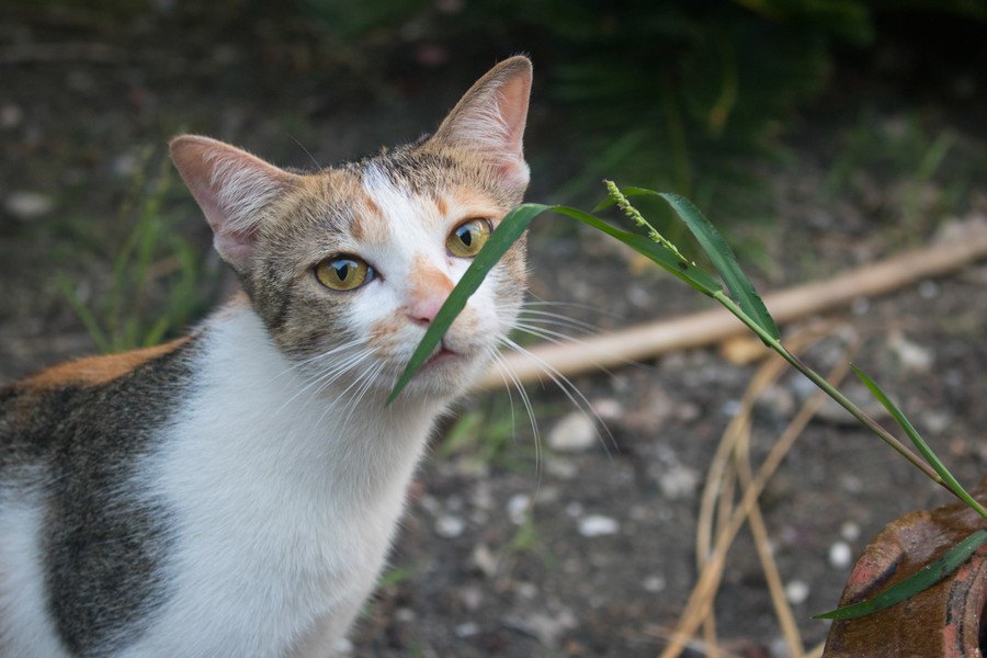 猫が「臭いニャ〜」と感じてしまう『匂い』3つ