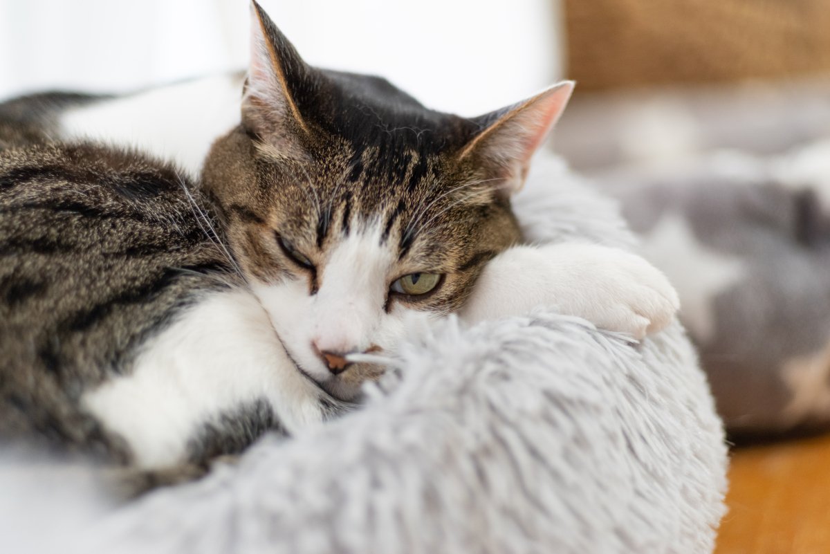 猫がストレスを抱えてしまう『飼育環境』4選　すぐに見直すべき理由や改善のコツまで