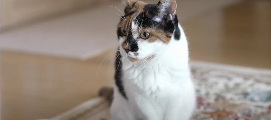 『そこには理由があるんです』猫ちゃんの有名な定番行動を解説！