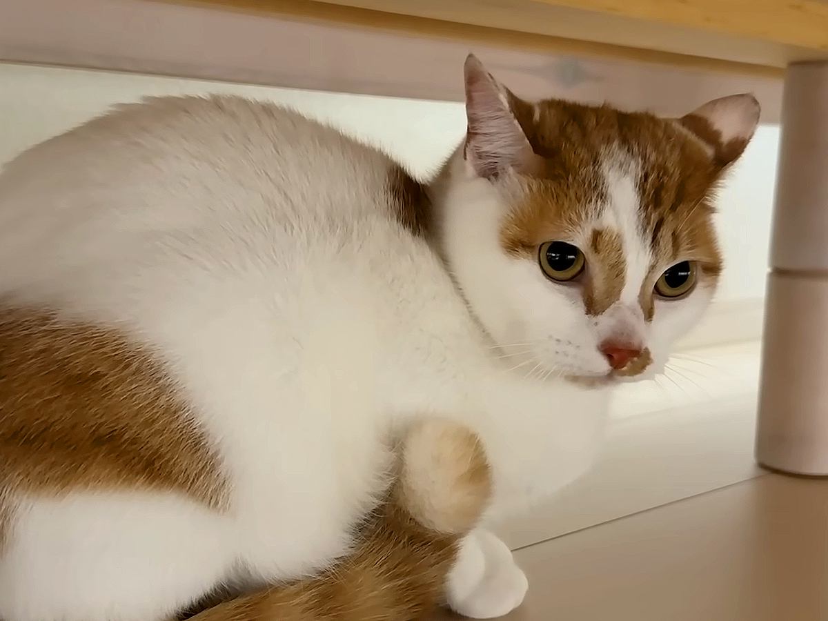 ５匹の猫の爪を切った結果→１匹が苦手なシャンプーと勘違いして…『あからさますぎる態度』に爆笑「聞いたことない音してる」「へっぴり腰がｗ」