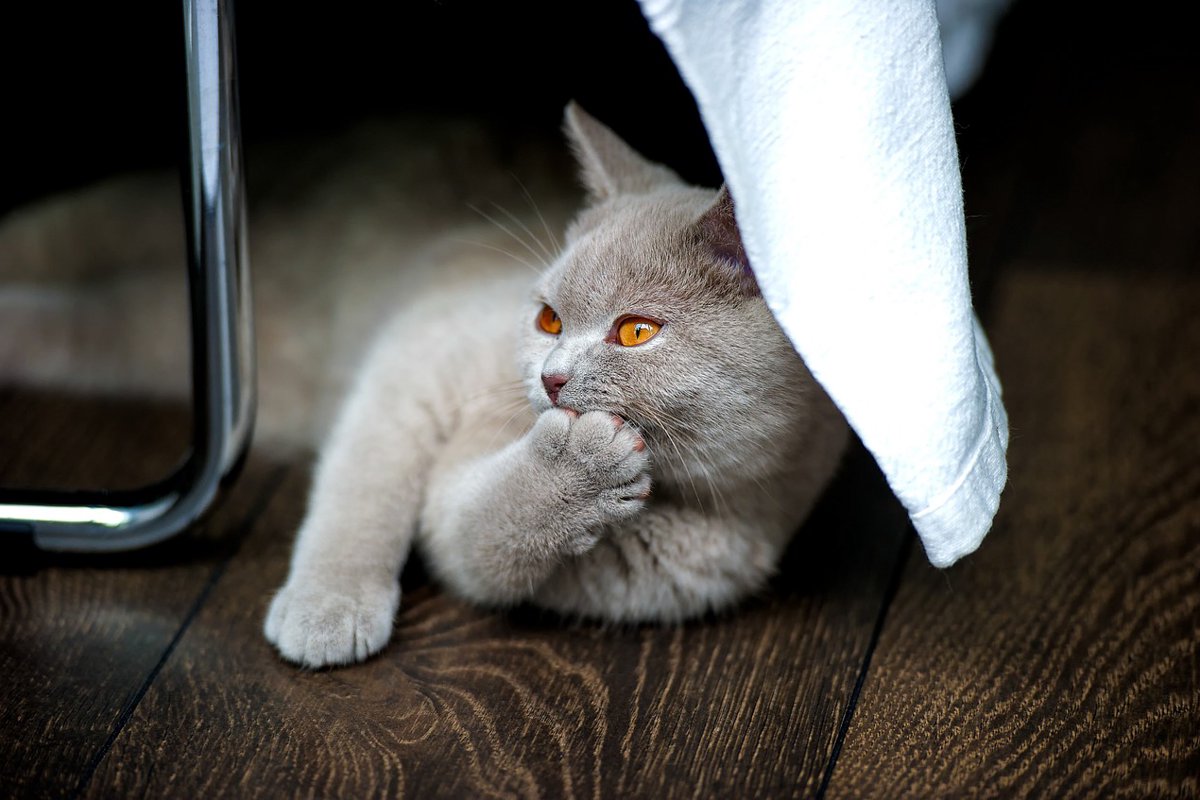 ブリティッシュショートヘアの性格でみる飼い方