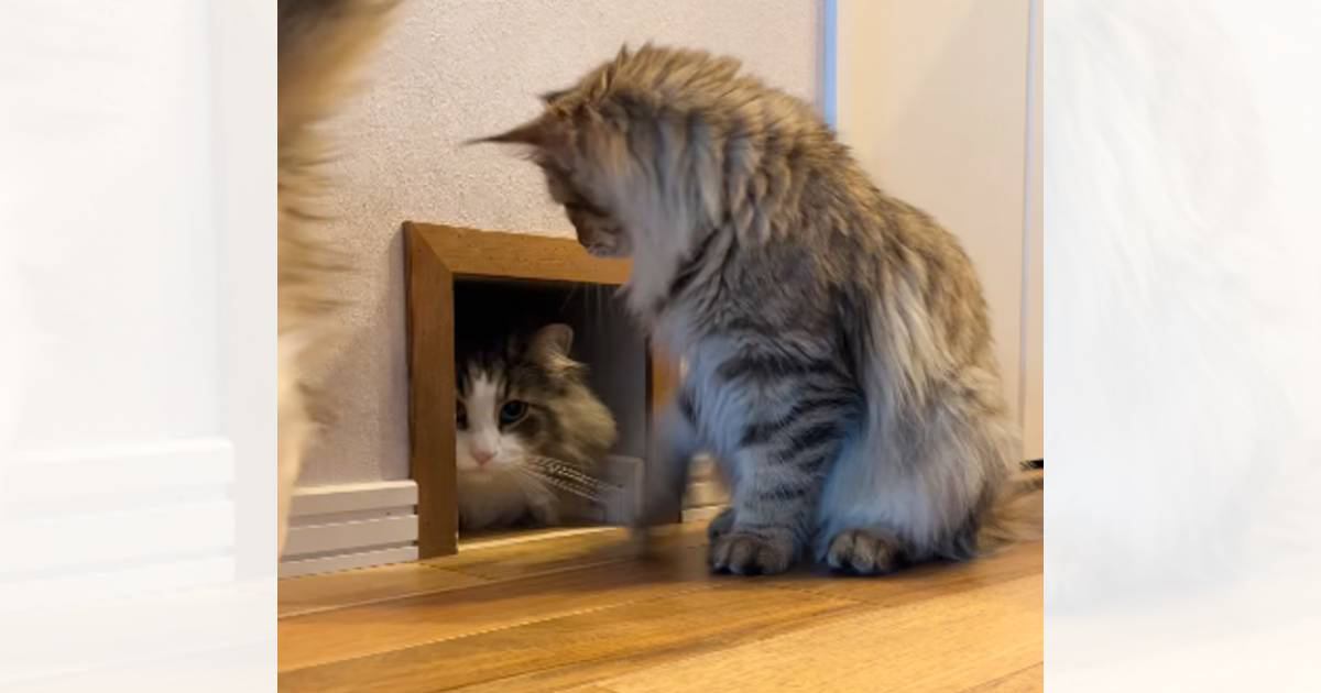 通路の前に座っている猫→通路から他の猫が出てくると…親切すぎる『お手伝いの光景』が71万再生「面倒見よすぎw」「誘導してくれてる?」