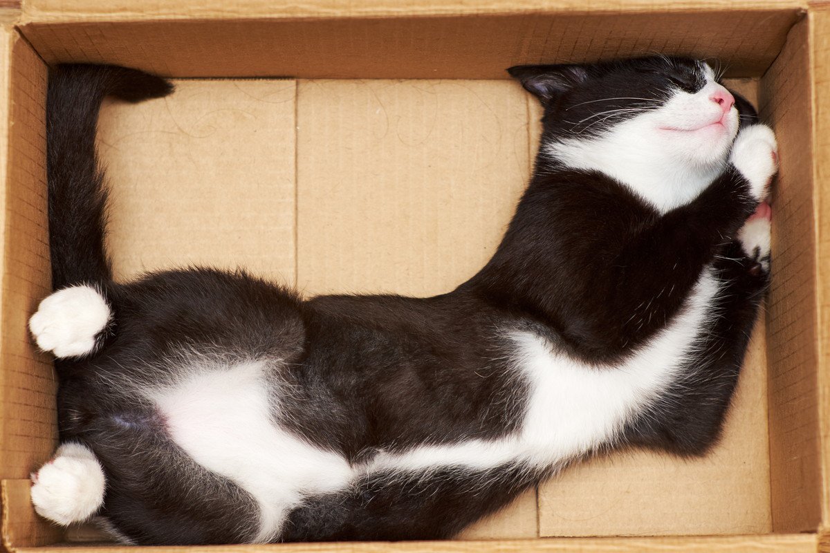 愛猫が『寝転がりたがる場所』5選　のびのびゴローンとしたくなるのはどんなところ？