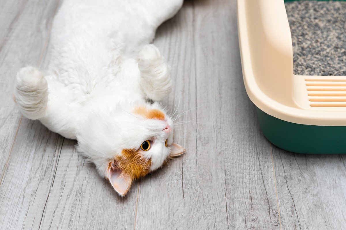 猫のトイレが臭い！と思ったら…おすすめの『消臭対策』4選　日頃のひと手間でも変わるかも？