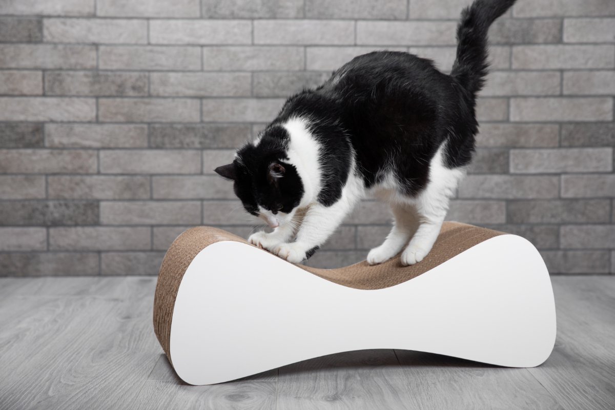 猫が急に『激しい爪研ぎ』をする理由4選　ストレスサインの可能性や対処法も解説