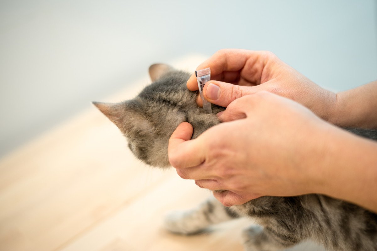 あなたの猫は大丈夫？定期的な投薬をしない飼い主が多数　理由は「猫がいやがるから」ニュージーランド