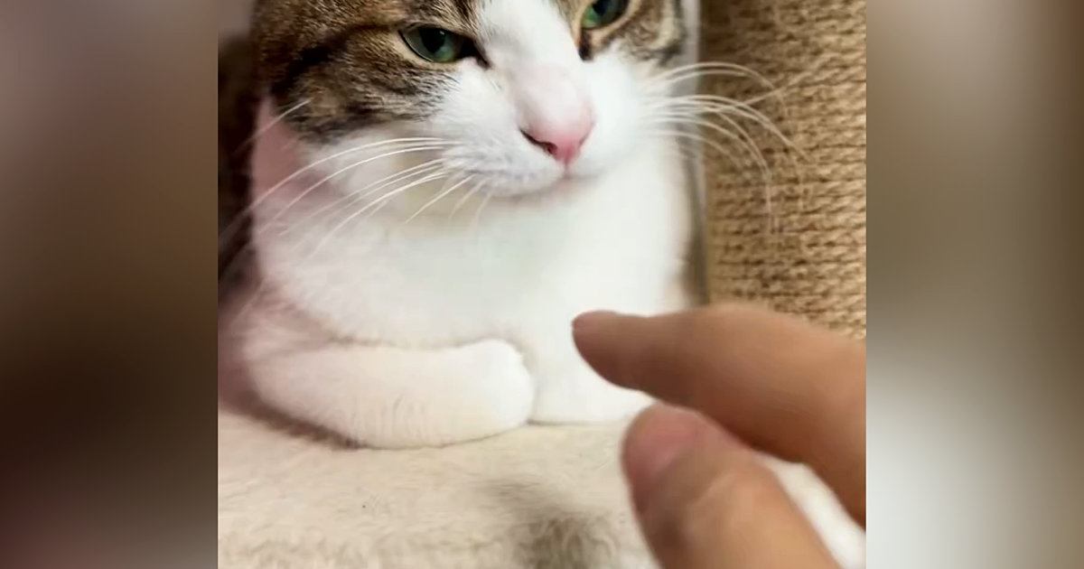 くつろいでいた猫→指を『スポッ』と突っ込んでみたら…可愛すぎるリアクションに「何回も見てしまったｗ」「ボタンかなｗ」と20万表示