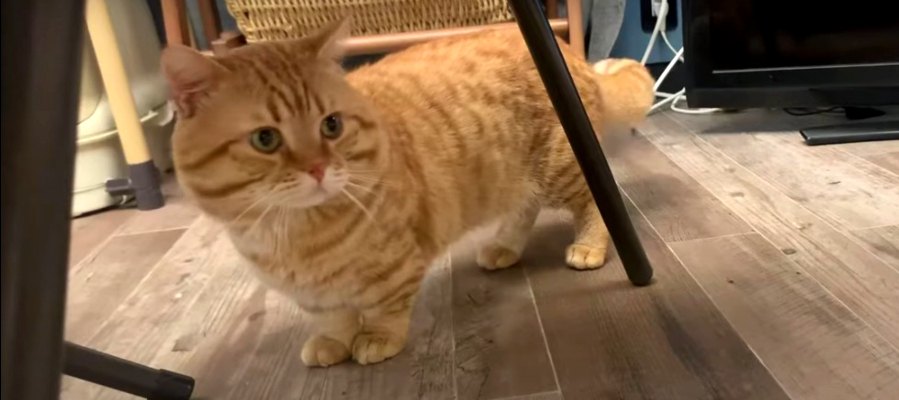 一瞬で終わってしまった！マイペースな猫ちゃんの調査♪