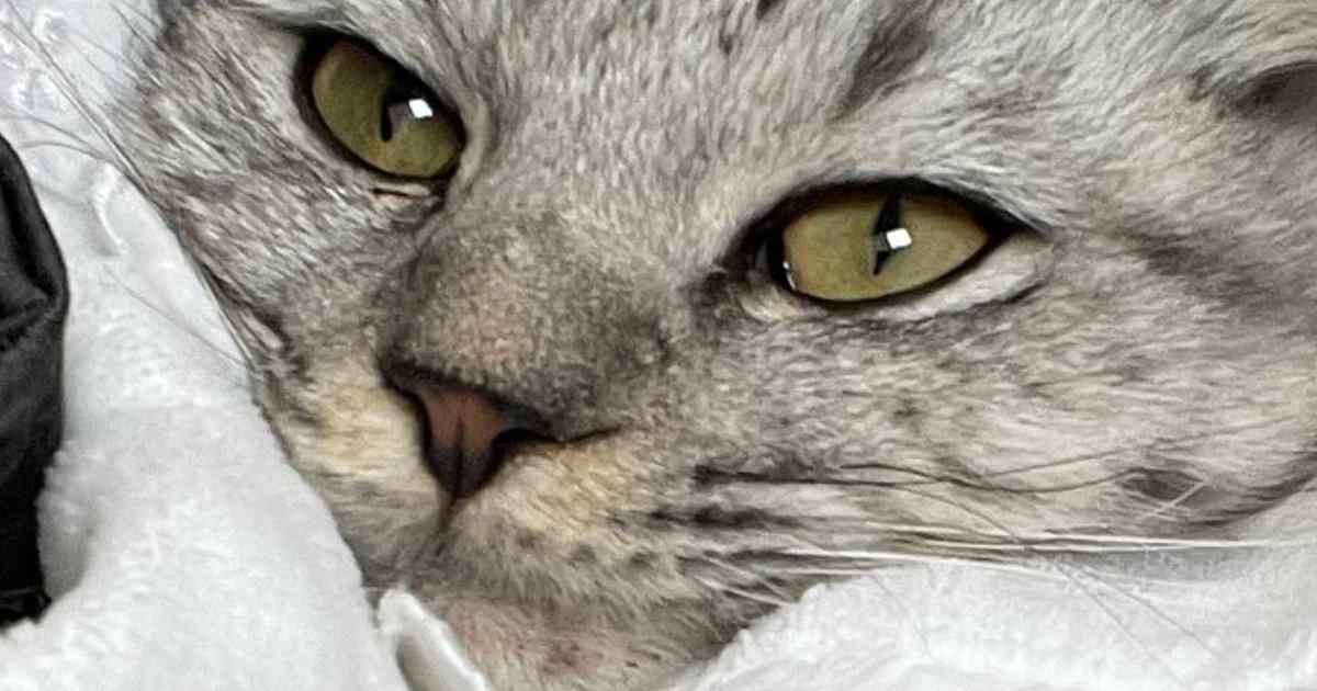 おくるみで猫を包んでみた結果…赤ちゃんのような『可愛すぎる光景』に癒されると３万いいね「満更でもなさそう」「なんか、牡蠣っぽいｗ」