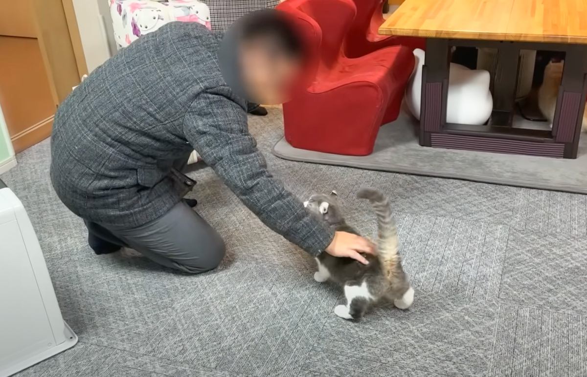 出張から帰ってきた飼い主夫婦→寂しがっていた猫たちと"感動の再会"かと思いきや……想定外だった『まさかの対応』に「笑った」「あるあるｗ」