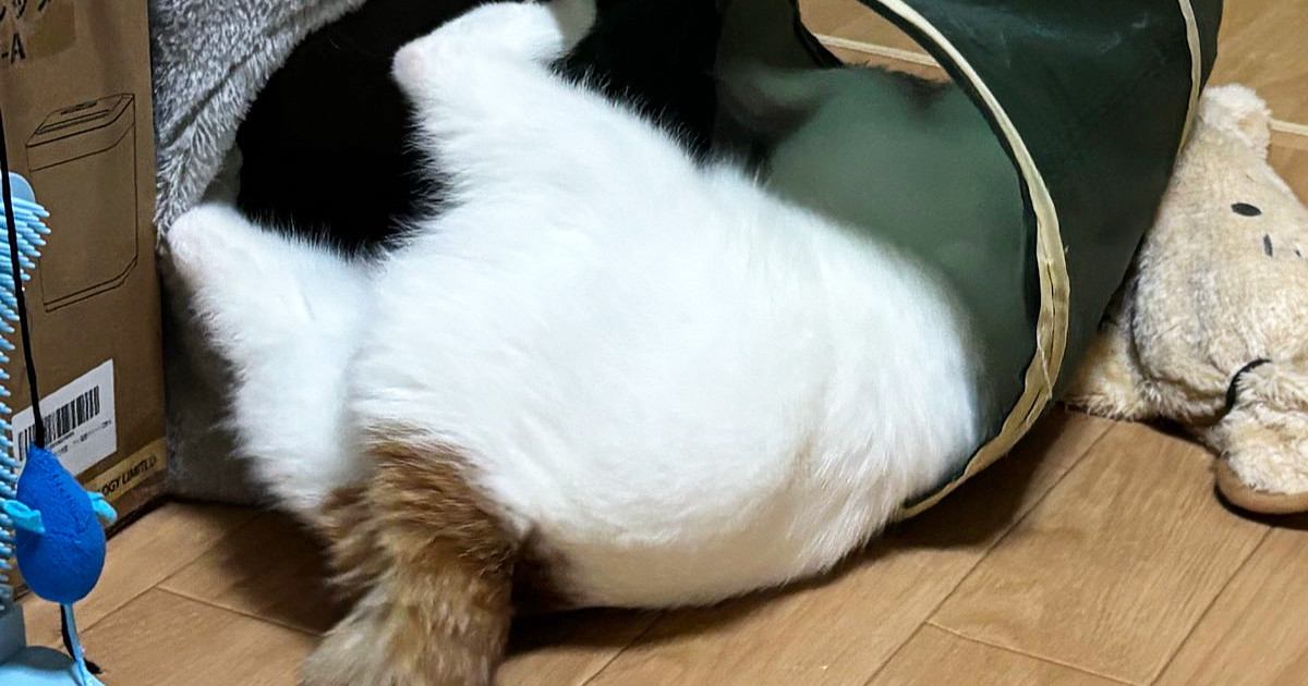 トンネルで大暴れする猫→飼い主に注意されると…「たまらなく可愛いｗ」思わず笑顔になる光景に5万いいね「小さい子供みたいｗ」