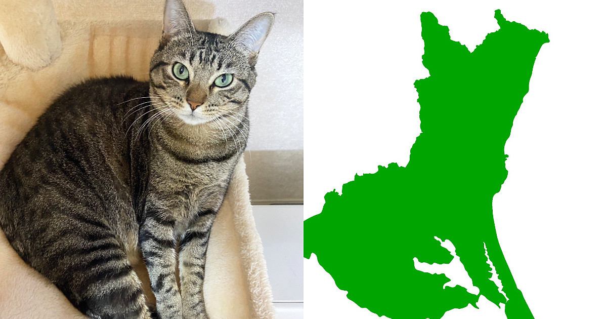 『茨城県にしか見えない猫』をSNSに投稿した結果→リプライが殺到して…たった数時間で日本地図が猫で埋まる『まさかの展開』が話題