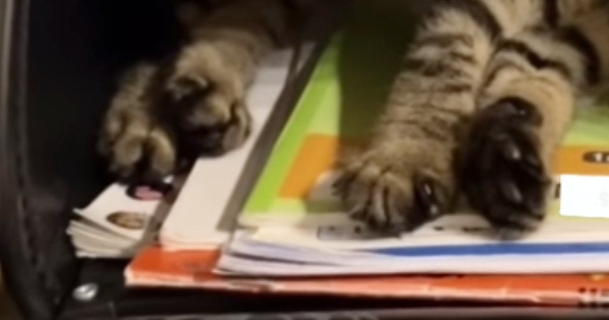 ランドセルを開けたままにして置いておくと…子猫たちがとった『可愛すぎる行動』が112万再生「大好きなんだね」「一緒に登校したいのかな」