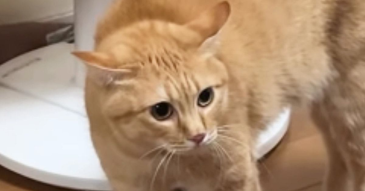 『にょ～にょ～にょ～』と低い声で威嚇していた茶トラ猫→視線の先には…173万再生された爆笑の瞬間に「めっちゃ喋ってるｗ」「かわいすぎｗ」