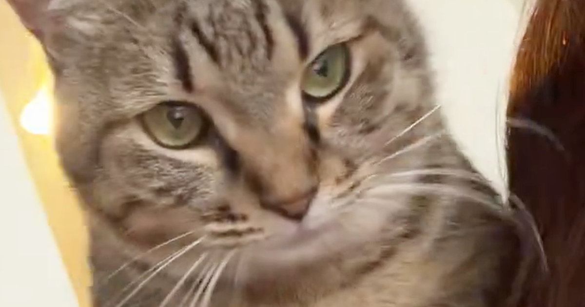 「やばい可愛すぎる」飼い主の肩に乗ったネコ…直後に見せた『まさかの甘え方』に「泣きそうになった」「大好きなんだね」と悶絶の声
