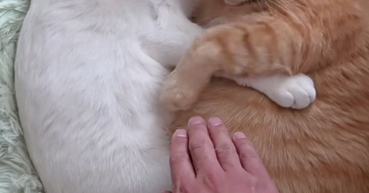 ぴったりくっついて眠る2匹の猫→飼い主が隙間に手を入れようとしたら…『393万再生』された光景に「愛が半端ない」「ほほえましいｗ」の声