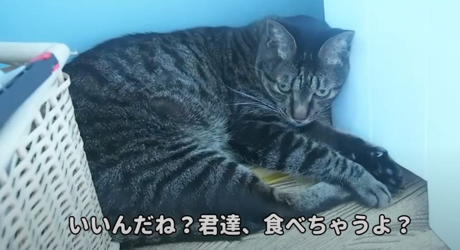 猫ちゃんが猫草を食べてくれない…ならば飼い主さんが代わりに食べちゃうぞ？