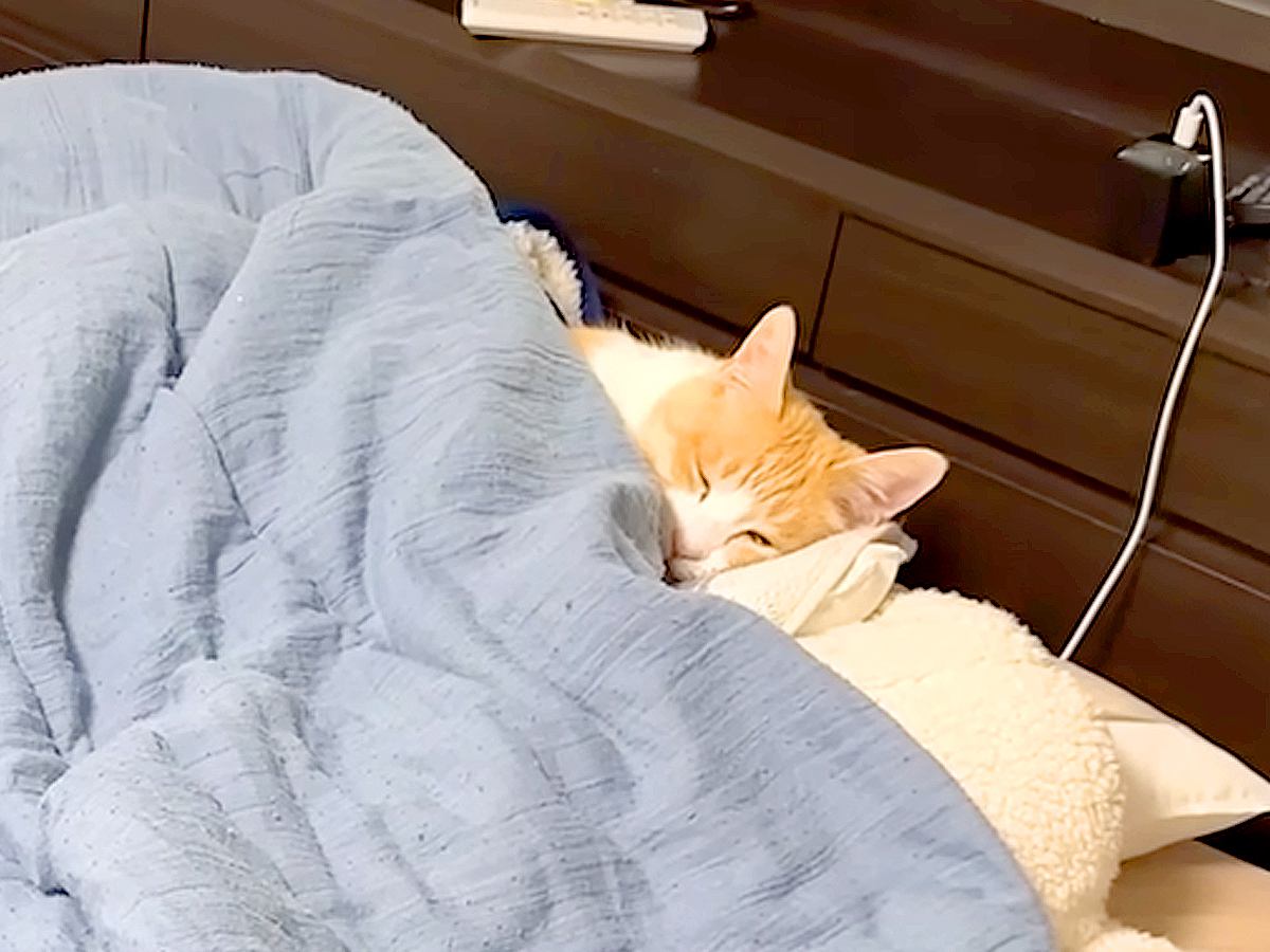 寝室に入ると、ベッドに先客が→よく見ると愛猫で…予想以上に『寝具を使いこなす光景』に「人間なのバレたね…」「転生したら猫になってた件」