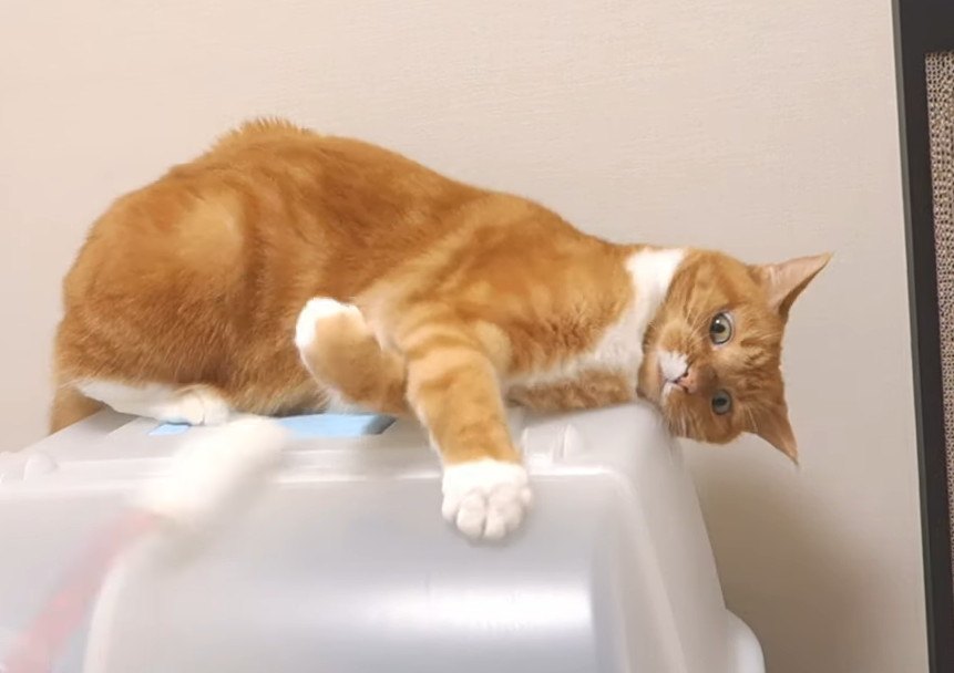 まるでプロボクサー！猫ちゃんの重い猫パンチ！！