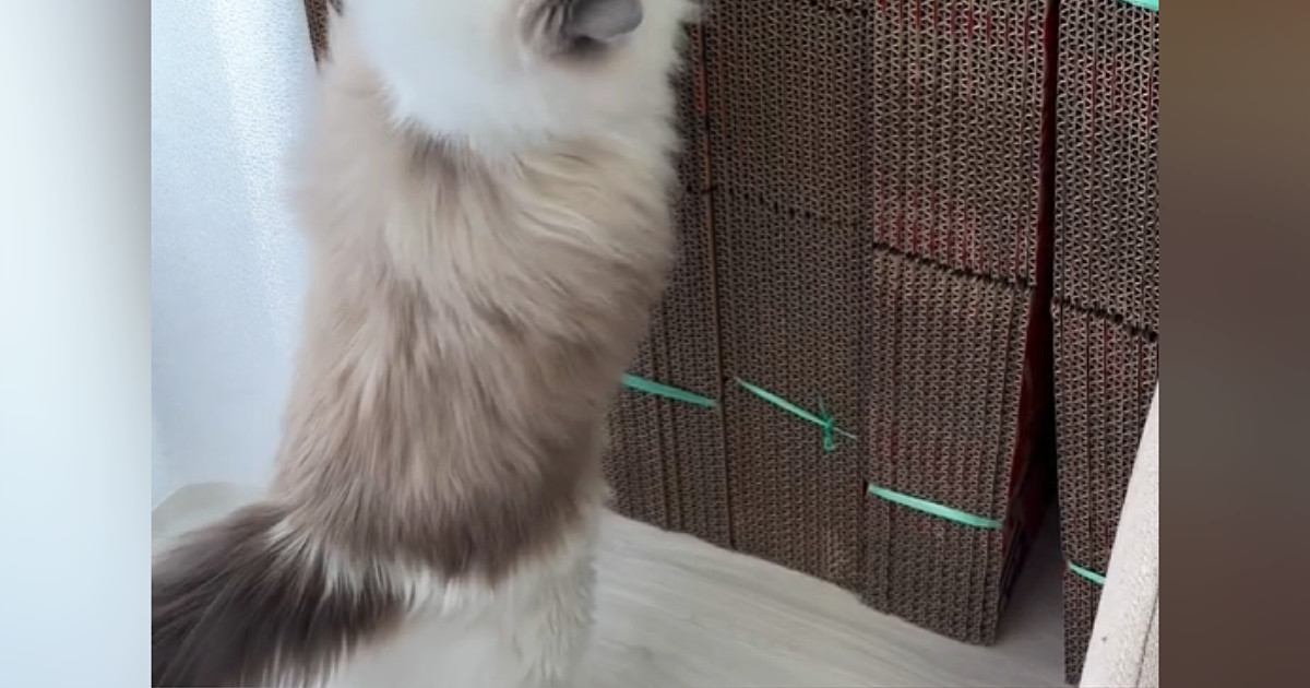 猫が引っ越し用の『大量のダンボール』を見た結果…笑ってしまう光景に１万いいね「うっきうきｗ」「やっぱり新品よねｗ」と話題