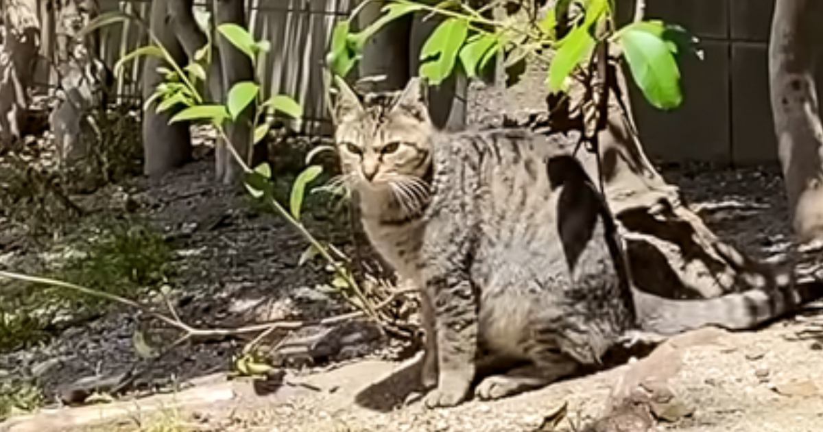 人を信用できなかった臆病な元野良猫→保護から『３年』が経つと……驚きの変貌を遂げた様子に「本当にすごい」「顔つきが全然違う」と感動の声