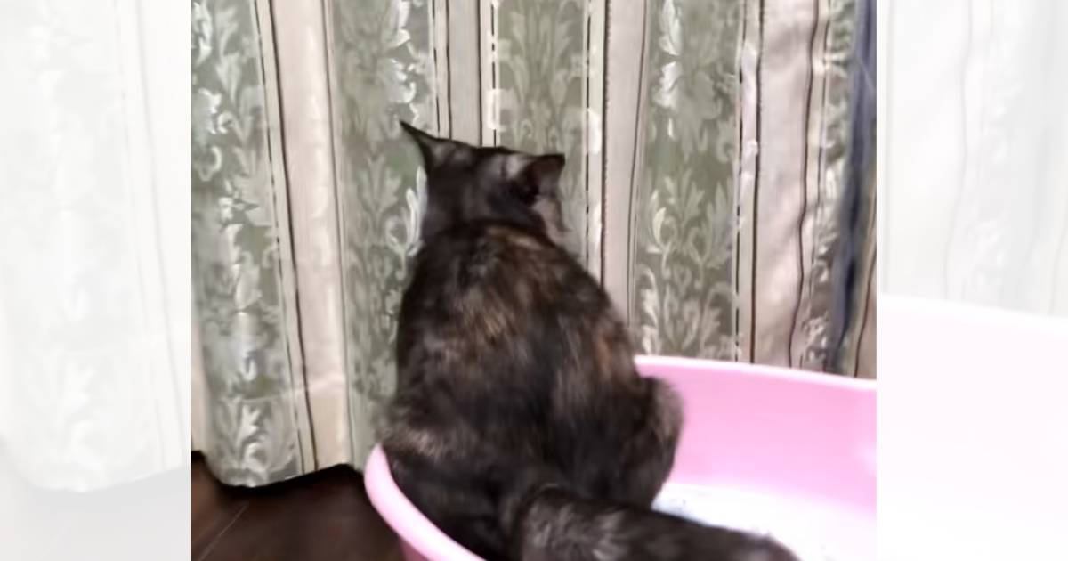 猫がトイレでウンチをした後に『向かった先』が…見たことなさすぎる『衝撃の光景』が46万再生「気使ってるｗ」「気にしてたの？」と爆笑
