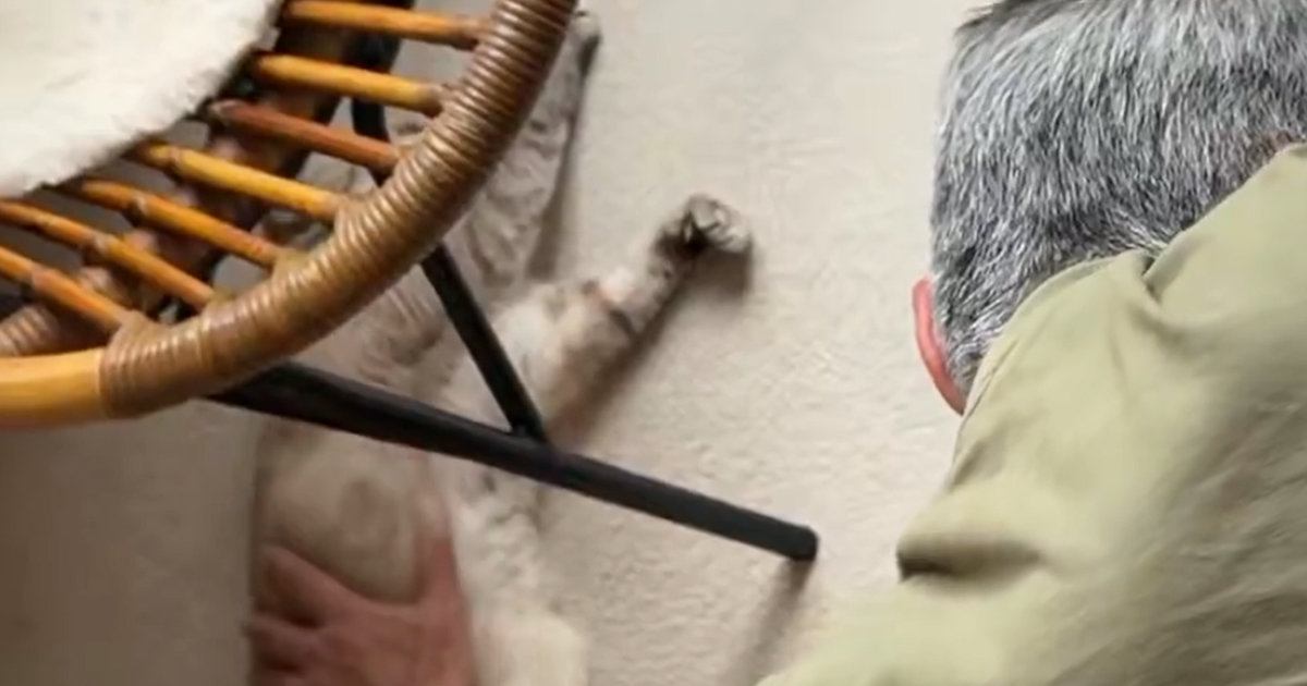 床でくつろぐ猫を撫でていたお父さん→『別の猫』がやってくると…笑ってしまう展開に「デッカい猫認定されとるなｗ」「恩返し」と15万表示