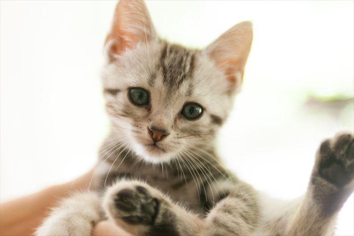 子猫のアメリカンショートヘアの選び方や飼い方