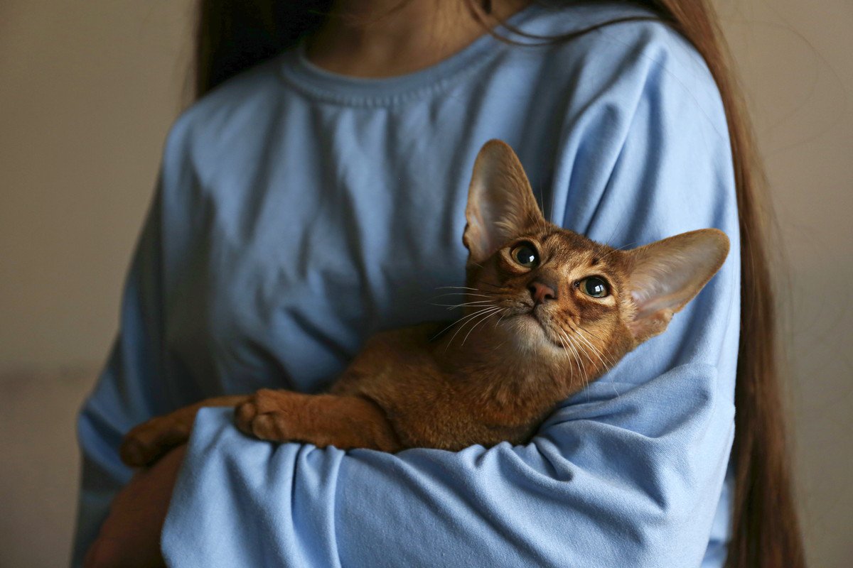 猫が『幸せな気持ち』になる飼い主の行動4つ