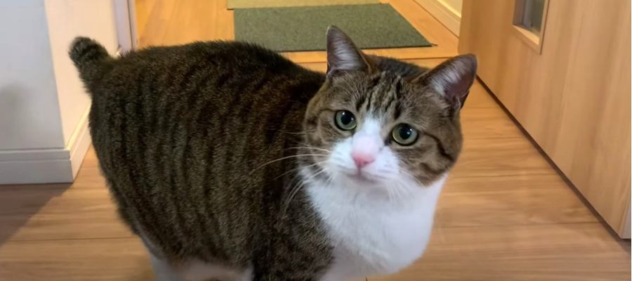 使っていると飛んでくる♡猫ちゃんが大好きな「アレ」とは！？