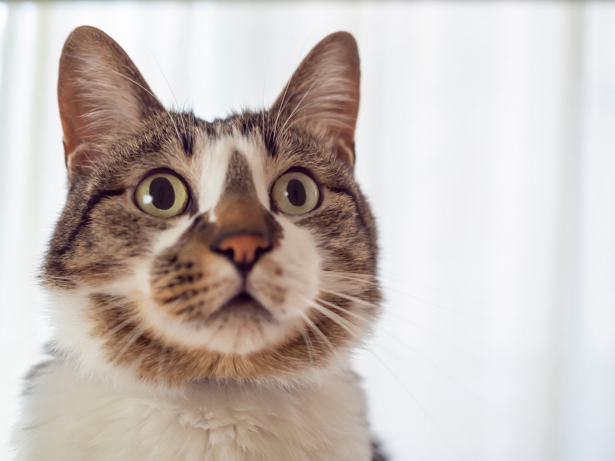 愛猫の「目」の表情からわかる心理5選　愛猫のキモチを正しく理解するために