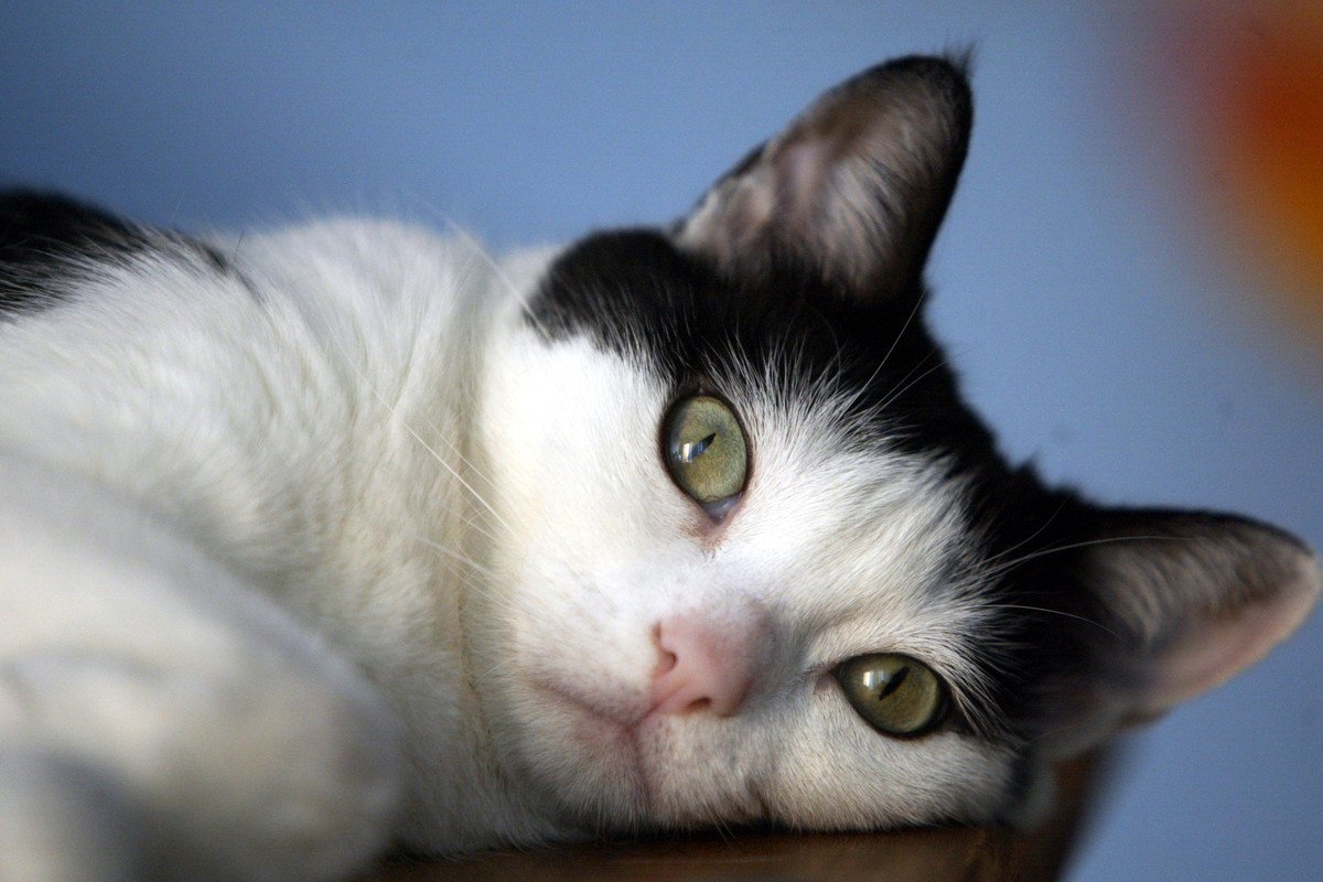 『めったに怒らない猫』が抱えている本音4つ　考えられる理由からイライラしているサインまで