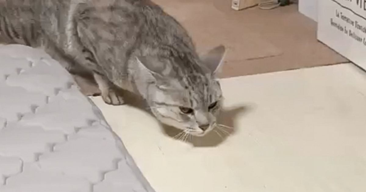 『雷がすごく苦手な猫』→鳴り出すと……可愛すぎる『歩き方』に34万いいねの大反響「なんというシャコタン」「高いところに落ちるから賢いｗ」