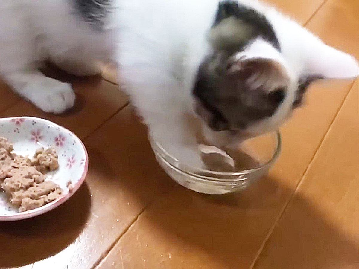 水が上手に飲めない赤ちゃん猫→頑張って飲もうとしたら…可愛過ぎる『大惨事』に爆笑！「アワアワしてる表情ｗ」「お手手びしゃびしゃｗ」