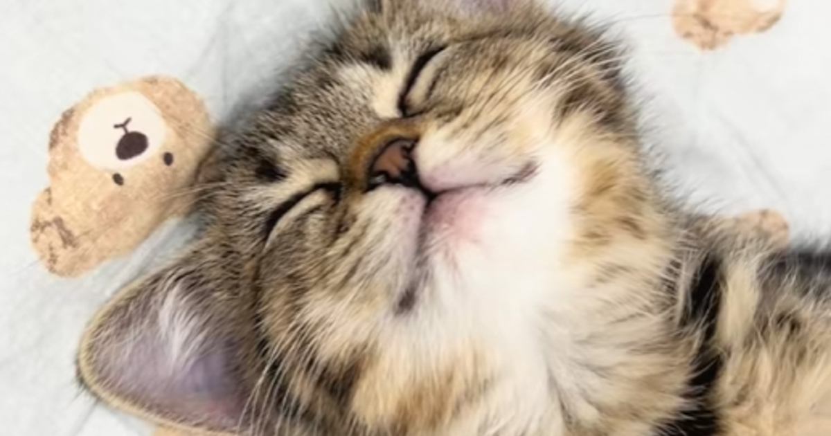 元気に走り回っていた子猫→『静かになった』と思ったら…予想外の『可愛すぎる光景』に笑顔になる人が続出「めっちゃ無防備ｗ」「もはや人間ｗ」