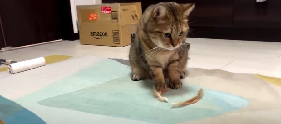 おもちゃを破壊！焦った猫ちゃん、シラをきる…