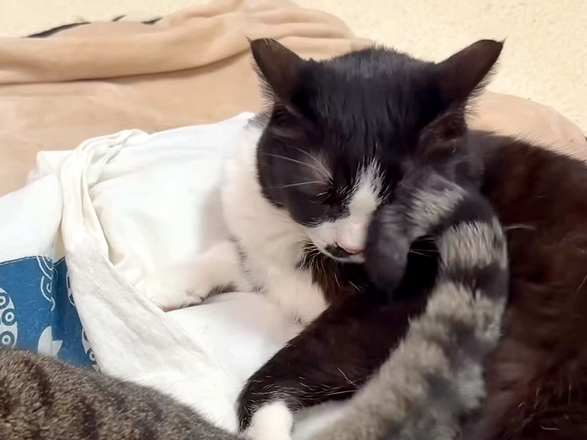 後輩猫に布団を横取りされそうになった猫→睨んでも効果がなくて…想定外な『まさかの反撃方法』に爆笑「猫様らしさ全開」「尻尾ビンタｗ」