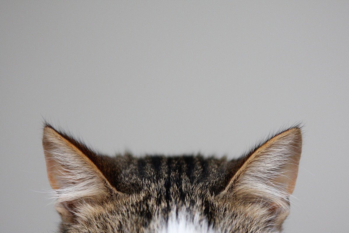 猫の『耳の向き』から読み取れる4つの心理　感情によって表れる変化が違う？