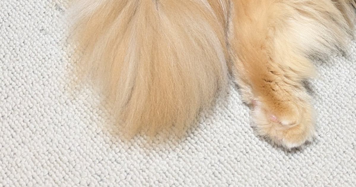 猫たちの歯磨きをしようと近づいたら…可愛すぎる『まさかの光景』に「よっぽどイヤなんだねｗ」「隠れ方がいっしょｗ」と33万表示