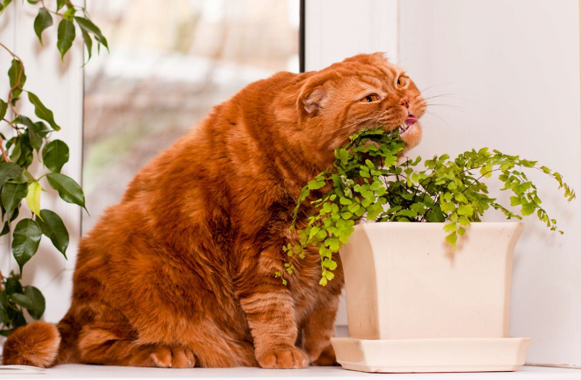 猫に危険な観葉植物の種類について