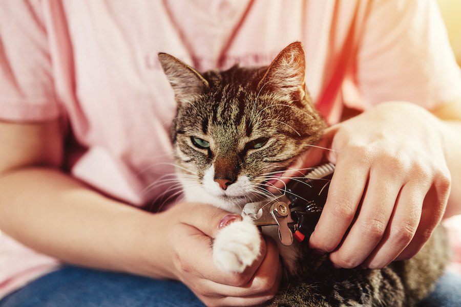 猫の爪を切らないリスク４つ！嫌がる時の対処法