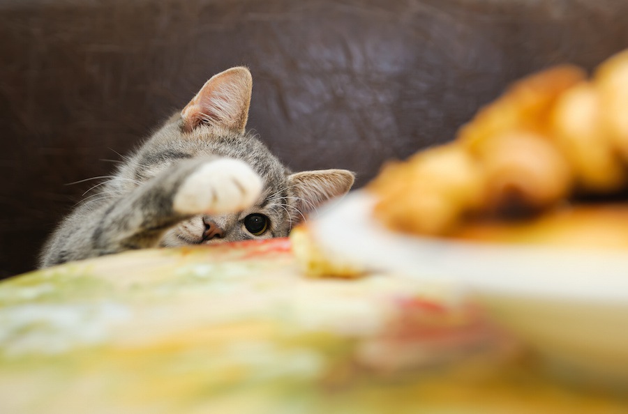 猫はらっきょうを食べちゃダメ！理由と食べた時の対処法