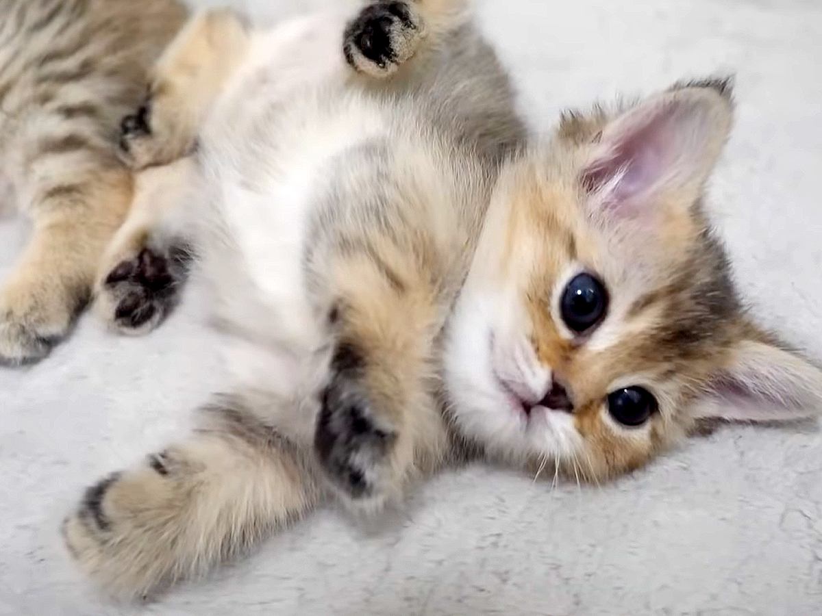 集まって寝ている赤ちゃん猫たち→１匹がドヤ顔で…まさかの『胸キュン確定の行動』に「コロンコロンかわいい」「とっても素晴らしい寝返り」