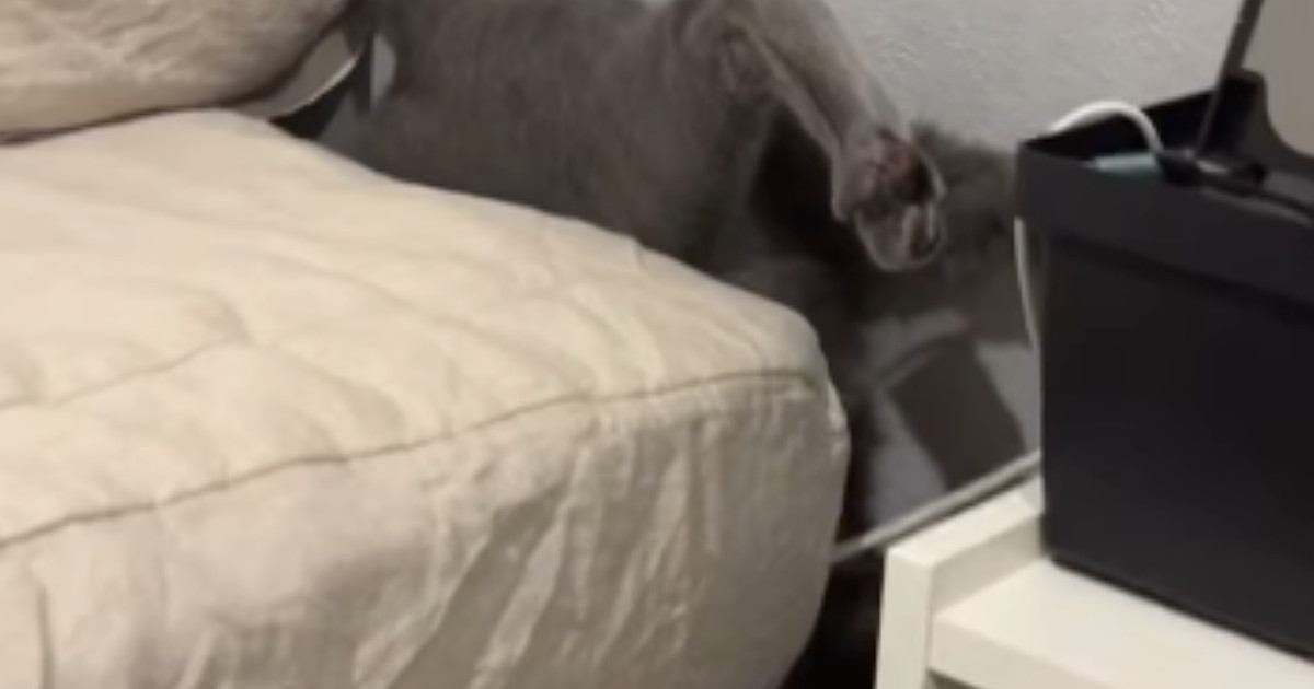 ふとベッドのほうを見たら、隙間から猫の足が出ていて…まさかの状況に「大変ｗｗ」「申し訳ないけど笑ったｗ」と16万再生