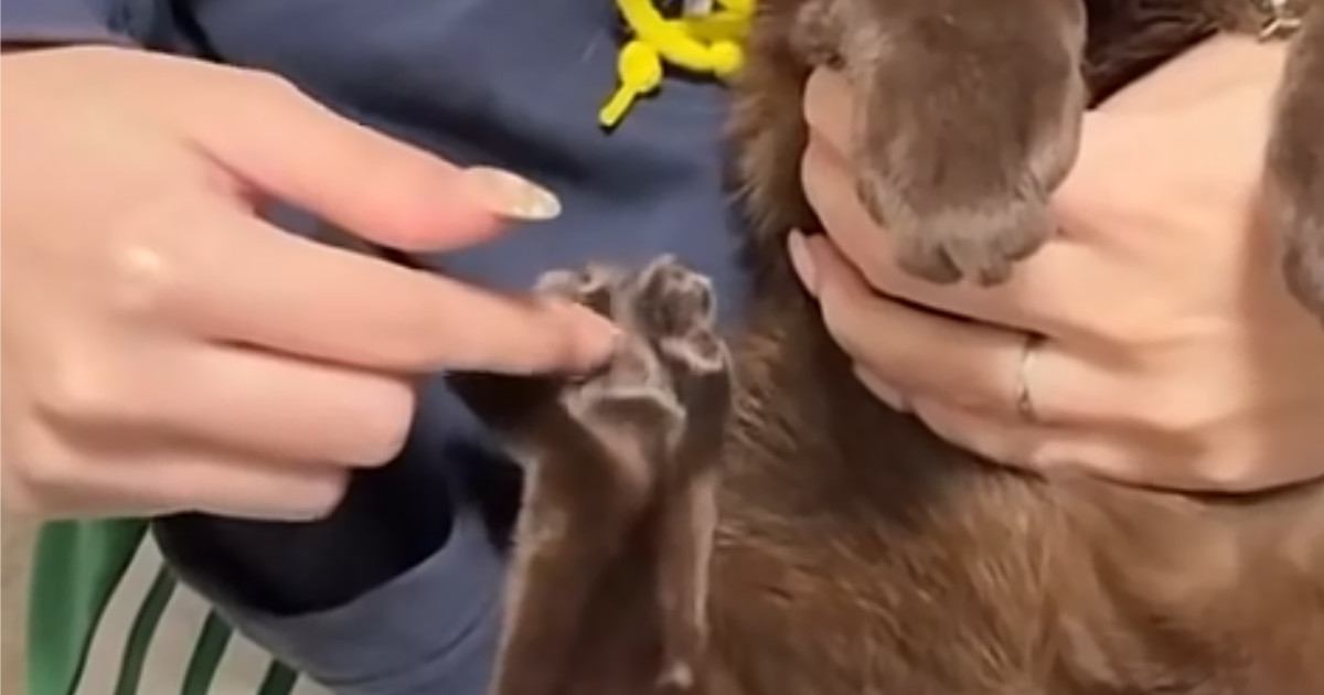 くつろぐ猫の肉球をこちょこちょしてみたら…数秒間耐えた後の『可愛すぎる反応』に2万いいね「ふへへって声出た」「何回でも見られる」