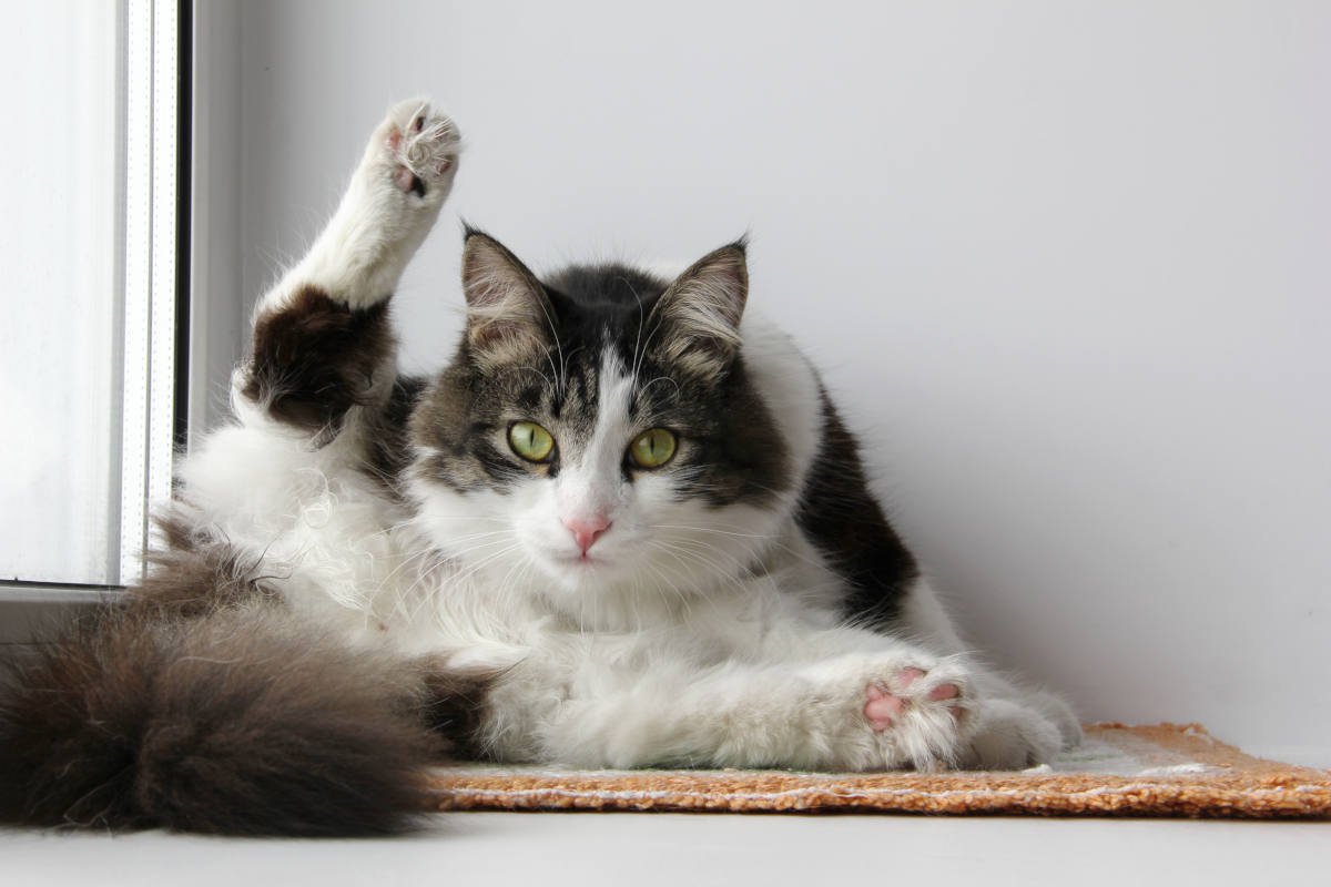 猫たちの大切な『モーニングルーティン』5選　1日のスタートを切るため毎朝やっている習慣とは？