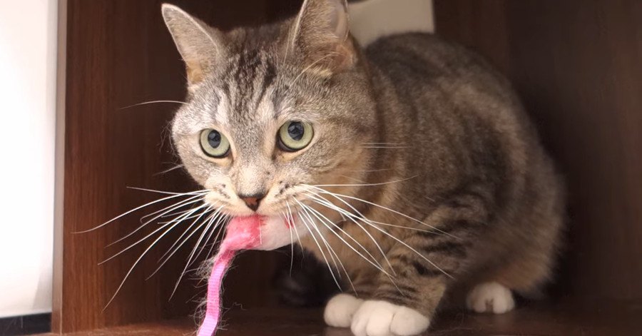 気に入った！真剣な眼差しでネズミを咥える猫さん