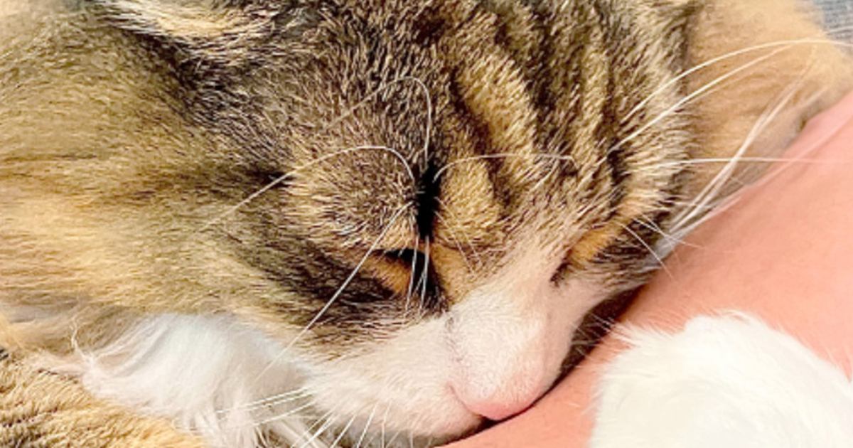『超甘えん坊の北欧猫』と添い寝すると……隣にいる飼い主さんに見せた『尊すぎる行動』に22万いいね「仕事休むレベル」「なんて可愛さ」
